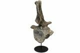 Apatosaurus Dorsal Vertebra With Stand - Colorado #113388-4